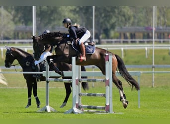 Hongaars sportpaard, Ruin, 11 Jaar, 170 cm, Donkerbruin