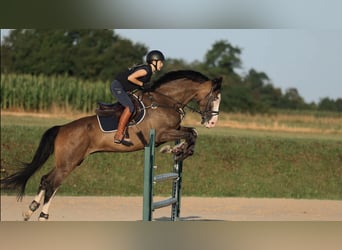 Hongaars sportpaard, Ruin, 11 Jaar, 170 cm, Donkerbruin