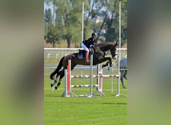 Hongaars sportpaard, Ruin, 11 Jaar, 170 cm, Donkerbruin