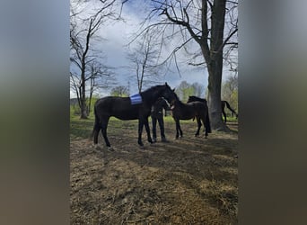 Hongaars sportpaard Mix, Ruin, 11 Jaar, 171 cm, Donkerbruin