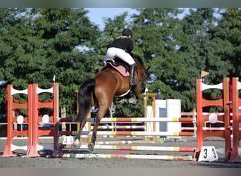 Hongaars sportpaard, Ruin, 11 Jaar, Bruin