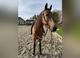 Hongaars sportpaard Mix, Ruin, 12 Jaar, 150 cm, Falbe