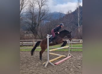 Hongaars sportpaard, Ruin, 12 Jaar, 163 cm