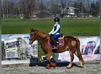 Hongaars sportpaard, Ruin, 13 Jaar, 130 cm, Vos