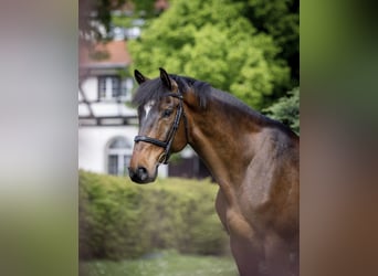 Hongaars sportpaard, Ruin, 13 Jaar, 166 cm, Roodbruin