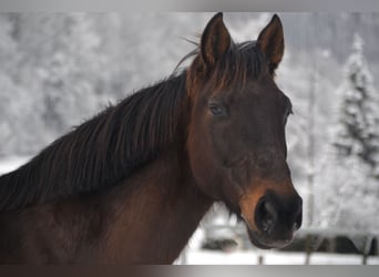 Hongaars sportpaard Mix, Ruin, 14 Jaar, 160 cm, Donkerbruin