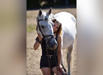 Hongaars sportpaard, Ruin, 14 Jaar, 160 cm, Schimmel