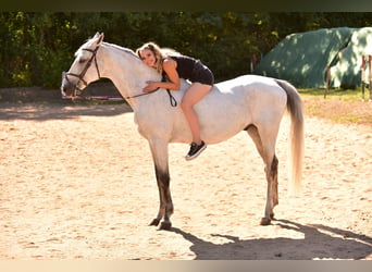 Hongaars sportpaard, Ruin, 14 Jaar, 160 cm, Schimmel