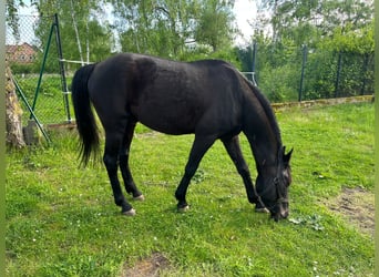 Hongaars sportpaard, Ruin, 14 Jaar, 160 cm, Zwart