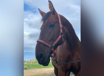 Hongaars sportpaard, Ruin, 14 Jaar, 180 cm, Bruin