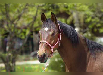 Hongaars sportpaard, Ruin, 15 Jaar, 160 cm, Bruin