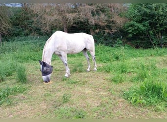 Hongaars sportpaard, Ruin, 16 Jaar, 169 cm, Schimmel