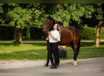 Hongaars sportpaard, Ruin, 19 Jaar, 163 cm, Bruin