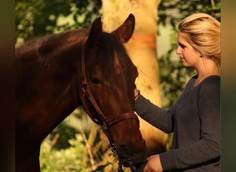 Hongaars sportpaard, Ruin, 19 Jaar, 163 cm