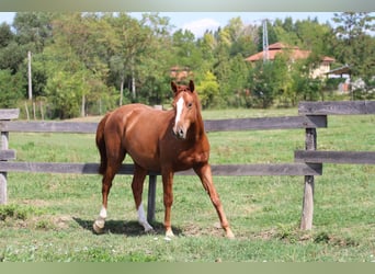 Ungarisches Sportpferd, Wallach, 2 Jahre, 160 cm, Dunkelfuchs