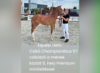 Hongaars sportpaard, Ruin, 2 Jaar, 165 cm, Roodvos