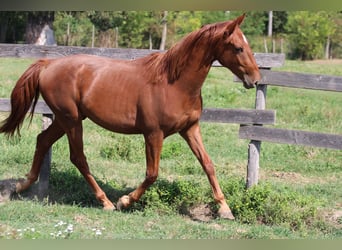 Ungarisches Sportpferd, Wallach, 2 Jahre, Dunkelfuchs