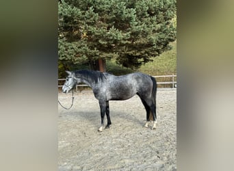 Hongaars sportpaard, Ruin, 3 Jaar, 161 cm, Schimmel