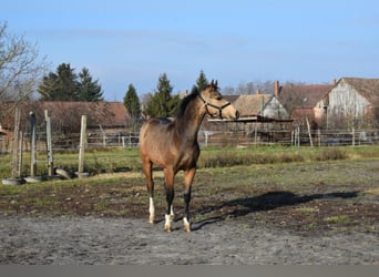 Hongaars sportpaard, Ruin, 3 Jaar, 162 cm, Buckskin