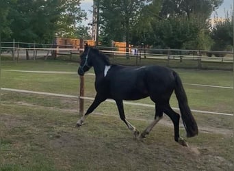 Hongaars sportpaard, Ruin, 4 Jaar, 130 cm, Zwart