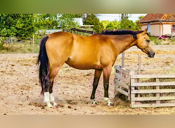 Hongaars sportpaard, Ruin, 4 Jaar, 158 cm, Buckskin