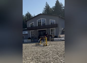 Hongaars sportpaard, Ruin, 4 Jaar, 160 cm, Bruin