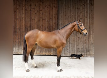 Hongaars sportpaard, Ruin, 4 Jaar, 160 cm, Bruin