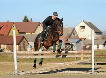 Hongaars sportpaard, Ruin, 4 Jaar, 160 cm, Donkerbruin