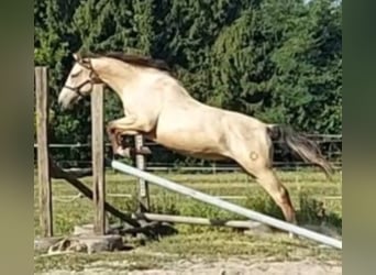Hongaars sportpaard, Ruin, 4 Jaar, 165 cm, Buckskin