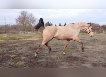 Hongaars sportpaard, Ruin, 4 Jaar, 165 cm, Buckskin