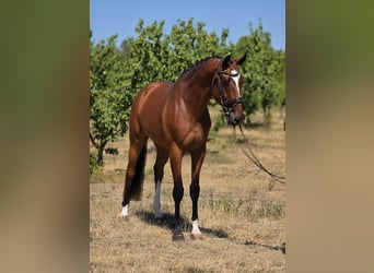 Hongaars sportpaard, Ruin, 4 Jaar, 169 cm, Bruin