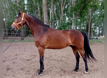 Hongaars sportpaard, Ruin, 4 Jaar, 170 cm, Roodbruin