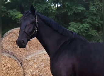 Hongaars sportpaard Mix, Ruin, 4 Jaar, 171 cm, Zwart