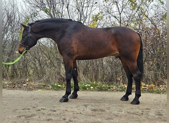 Hongaars sportpaard, Ruin, 4 Jaar, 173 cm, Bruin