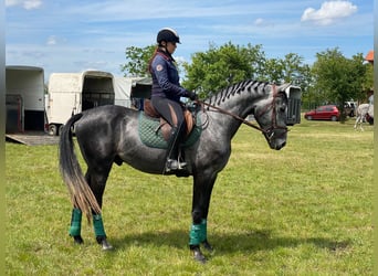 Hongaars sportpaard Mix, Ruin, 4 Jaar, 177 cm, Schimmel