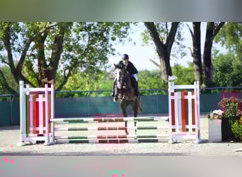 Hongaars sportpaard, Ruin, 4 Jaar, 177 cm, Schimmel
