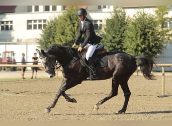 Hongaars sportpaard, Ruin, 4 Jaar, 177 cm, Schimmel