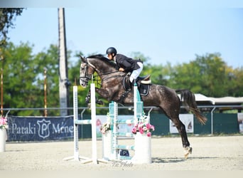 Hongaars sportpaard, Ruin, 4 Jaar, 177 cm