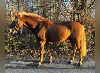 Hongaars sportpaard, Ruin, 5 Jaar, 141 cm, Vos