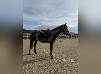 Hongaars sportpaard, Ruin, 5 Jaar, 145 cm, Schimmel