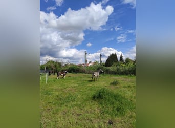 Hongaars sportpaard, Ruin, 5 Jaar, 148 cm