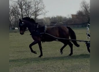 Hongaars sportpaard, Ruin, 5 Jaar, 154 cm, Roodbruin