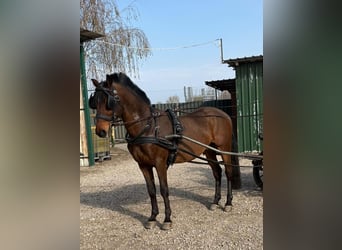 Hongaars sportpaard, Ruin, 5 Jaar, 154 cm, Roodbruin