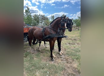 Ungarisches Sportpferd Mix, Wallach, 5 Jahre, 158 cm, Rotbrauner