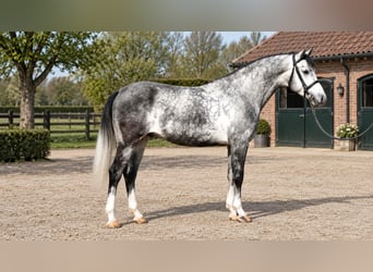Hongaars sportpaard, Ruin, 5 Jaar, 160 cm, Appelschimmel