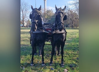 Hongaars sportpaard Mix, Ruin, 5 Jaar, 166 cm, Zwart