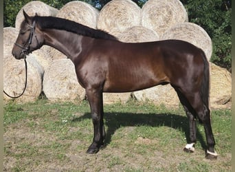 Hongaars sportpaard, Ruin, 5 Jaar, 168 cm, Donkerbruin