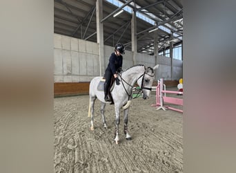 Hongaars sportpaard, Ruin, 5 Jaar, 168 cm, Schimmel