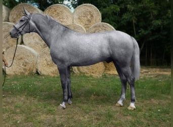 Hongaars sportpaard Mix, Ruin, 5 Jaar, 169 cm, Schimmel