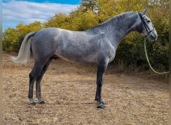 Hongaars sportpaard Mix, Ruin, 5 Jaar, 169 cm, Schimmel